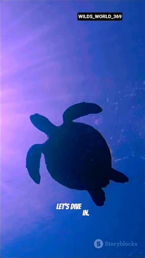 Turtle 🐢 | The Peaceful Traveler of the Ocean 🌊 | Amazing Wildlife Shorts#facts #turtle
