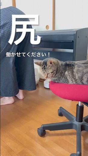 Just my cat 🐾 ロボと人間の労働を見守る現場猫#ねこ