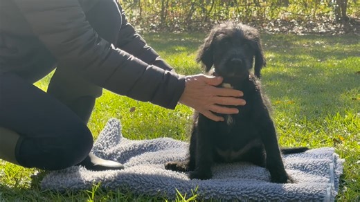 Labradoodle puppy for sale