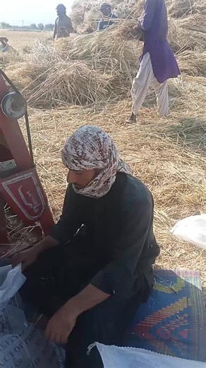 Threshing Grains in Rural Pakistan: A Traditional Process