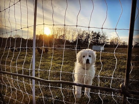 Training Our Maremma Livestock Guardian Dog