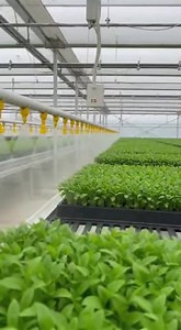 Advanced Sprinkler Systems in Greenhouse Cultivation: Precision at Every Drop This video illustrates a modern greenhouse equipped with an overhead sprinkler irrigation system, evenly distributing water across dense trays of young plants. This setup highlights how technology has transformed greenhouse cultivation into a highly precise and efficient practice. Uniform Water Distribution At the heart of the scene is a network of suspended pipes fitted with calibrated sprinkler nozzles. These nozzles