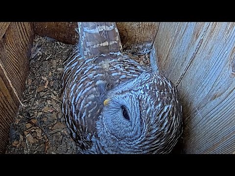 Barred Owls Blast "Who Cooks For You?" Calls Through The Forest – March 29, 2024