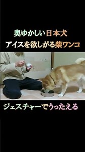 アイスを欲しがる柴犬 Refined Japanese dog: A Shiba Inu gesturing to ask for ice cream