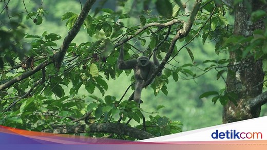 5 Contoh Sumber Daya Alam yang Dapat Diperbarui, Pengertian, dan Klasifikasi
