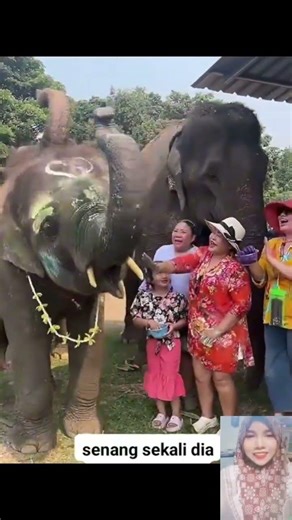 birthday elephant