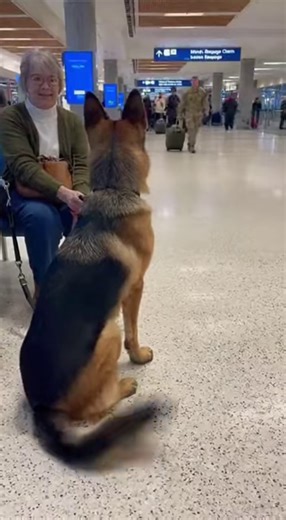 100K views · 3.5K reactions | “Nothing hits harder than a dog recognizing their hero. After months apart, this loyal pup finally smells his owner — a returning veteran. ❤️ #Homecoming” | Pet Passion | Facebook