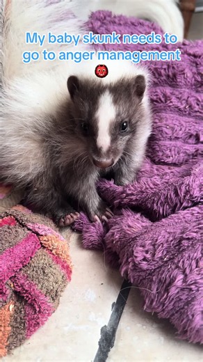 Angry Baby Skunk Won’t Get on the Bed