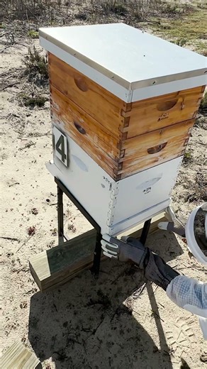 Honey Bee Hive Bottom Board Inspection