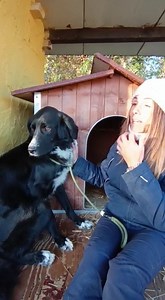 75K views · 7.5K reactions | Nerone Cane maschio di taglia grande di...