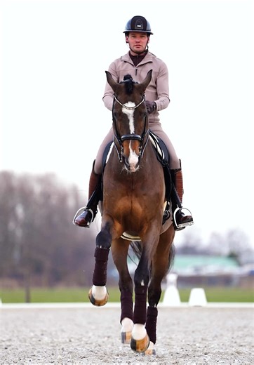 Giving it all on the arena 💪🏼 #equestrian #dressage #dressuur