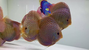 51 reactions | 5-5.5” Altum carnations and leopards. Beautiful shape...