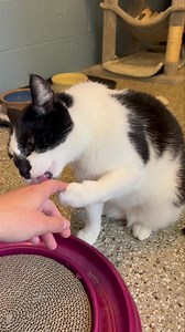 4.9K views · 131 reactions | Meet Calix – The Purrfect Gentleman...