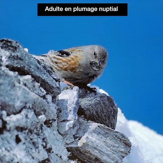 Chant et cris de l'Accenteur alpin / Song and calls of the Alpine Accentor