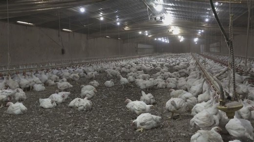 Tyson agrees to settlement with Oklahoma after decades-long poultry pollution lawsuit