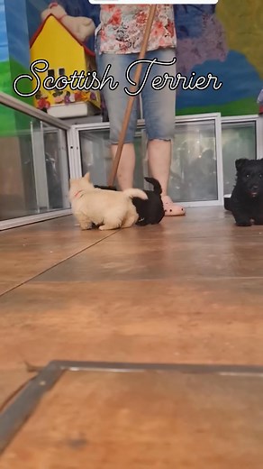 Scottish Terrier jugando mientras se limpia QUINCE REINAS #amor #pupy #cachorros #scottish #Quince Reinas | Nanci Ziegler