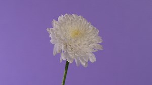 White flower - Free Stock Video