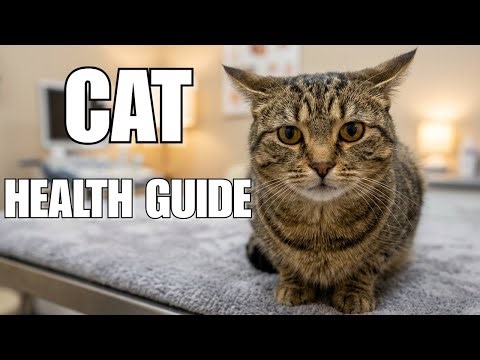 Your Cat Is Hiding These 6 Health Problems From You!