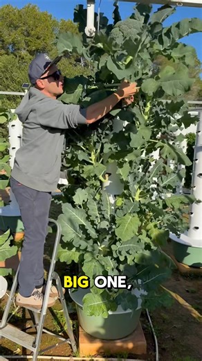 Growing vegetables vertically on aeroponic towers maximizes crop density per square meter, while using significantly less water and reducing pest pressure compared to traditional farming. #farming #agriculture #hydroponics #gardening #aeroponics | Agrotonomy Green