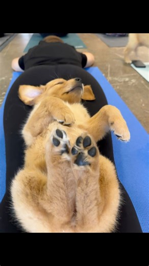 1M views · 44K reactions | Toe Beans | Puppy Yoga | Facebook