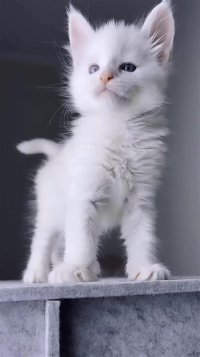 2.2K views · 120 reactions | Super male Maine coon殺 | Maine coons kittens for adoption and rehoming | Facebook