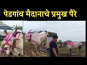पेडगाव मैदान 2024
