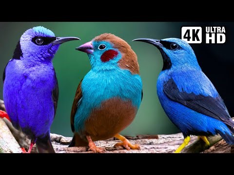Magnificent Blue Birds | Stunning Nature | Relaxing Birds Sound | Symphony of Serenity - No Music