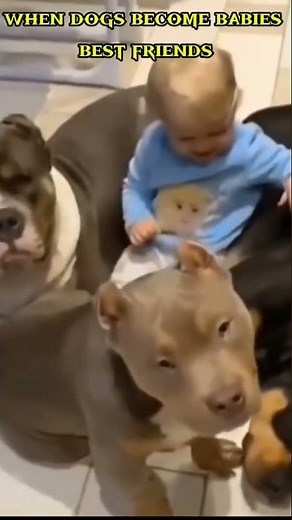 When Dogs Love Babies – Cutest Protection Moments Ever 🐶❤️Dogs