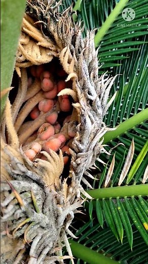 cycas plant