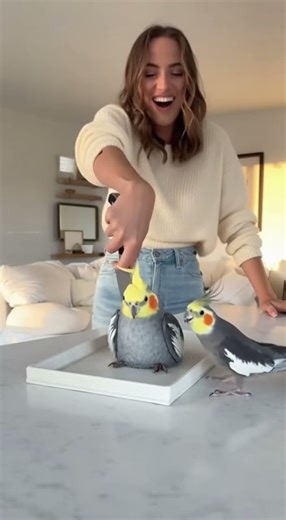 Cockatiel Watches Owner Cut Cockatiel Cake! 😱🦜💔 #funnyanimals