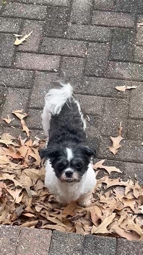 23 reactions · 6 comments |  Meet Cookie — our Smart Cookie!  Cookie isn’t just cute… Cookie is clever. From learning tricks in record time to mastering the art of stealing hearts (and treats), this pup proves brains and beauty go paw-in-paw. 易✨ Good dog. Smart dog. Best dog.  #SmartCookie #GoodDog #CleverPup #DogLife #PuppyLove #FurryGenius #BestBoy #BestGirl #DogsofFacebook #TreatMagnet  | Lorraine's Legacy | Facebook