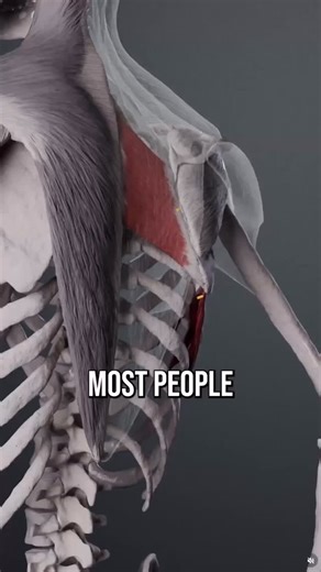 Do you struggle to scratch your own back? This isn’t for no reason - most people who can’t do this are missing a key element of shoulder mobility that carries over to many other movements as well. Here’s what you need to know and how to fix it. | Conor Harris