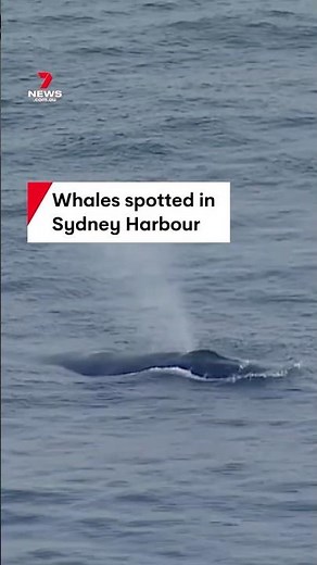 Whales spotted migrating north in Sydney Harbour near Manly Wharf