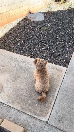 Ginger howling at sirens 😂