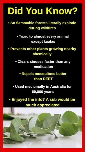 Shocking Facts About Eucalyptus That Will Blow Your Mind 🌿😱