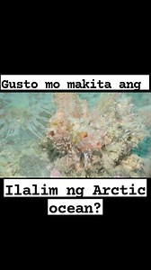 17K views · 476 reactions | Dive deep. #highlightseveryone #highlight #instreamadsmonetization #fypviralシ #videoviral #amazingvideo #underthesea #north #svalbard #norway #diving #dive #arcticocean | Kyle Go Espina | Facebook