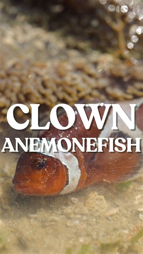 373 reactions · 14 shares | WE FOUND NEMO IN SINGAPORE! The Clown...