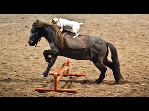 Horse Play: Jack Russell Rides Miniature Horse