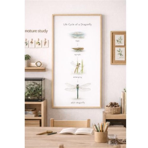 Montessori Dragonfly Life Cycle Poster | Insect Pond Study Homeschool Science (digital Download) - Etsy