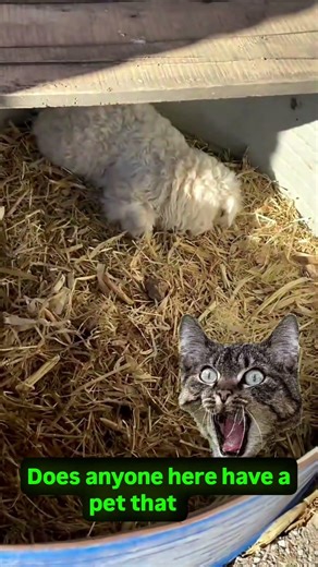 "Why is the goat pretending to be dead?" #animalrescue #cat #lifeisbutadream