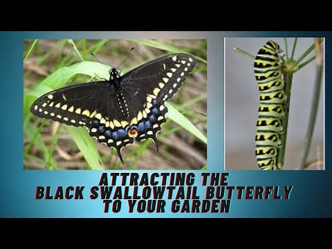 Attracting the Black Swallowtail Butterfly to your Garden