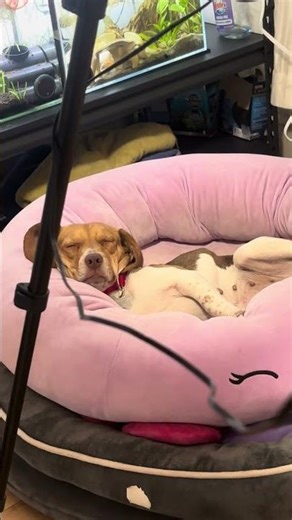 CANDY CANE - Available for Adoption - Triangle Beagle Rescue of NC