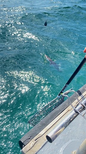 3.3K views · 23 reactions | Sharks caught aboard Pro Red Fishing Charters in Melbourne’s Westernport Bay | PRO RED FISHING CHARTERS ,MELBOURNE | Facebook