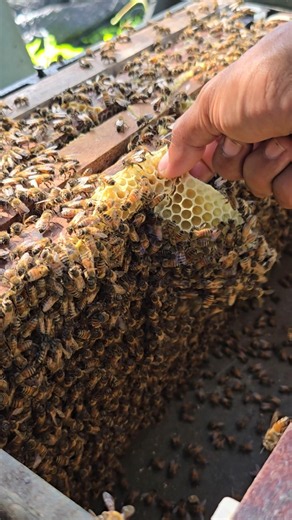 Cleaning new beeswax it growing on bee frame #honey #beekeeping #beautiful #sweet #queen #insects