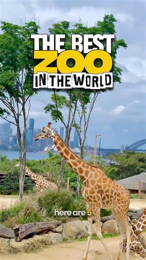 The best zoo in the world, taronga sydney zoo