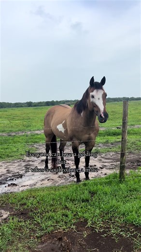 Understanding the Unique Nature of Mares