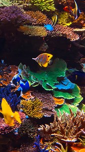 You spin me right round 🎶 | Polo Reef by Andrew Sandler