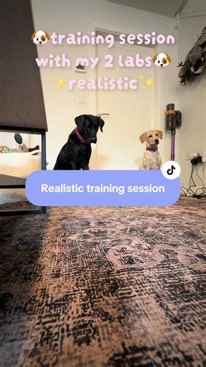 Realistic training session with my 2 labs