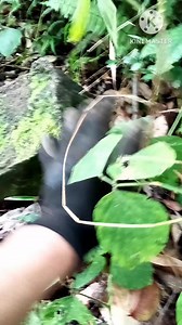 302 reactions · 4 comments | Treasure hunting found box shape markings code Gento sign markings #fbrrrls #treasurehunt #treasure | Jm D Compass | Facebook