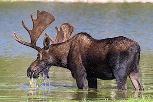 The 5 Best Moose Hunting Opportunities in the United States Today